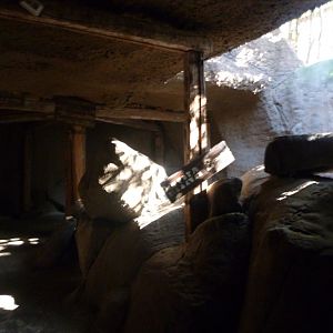 Themeing -Faunia (2025)