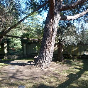 Himalayan red panda exhibit -Faunia (2025)