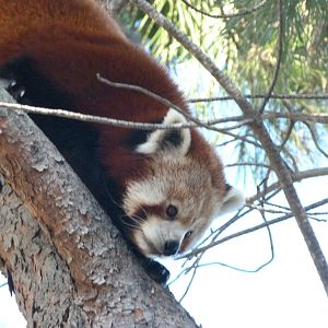 Himalayan red panda -Faunia (2025)