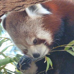 Himalayan red panda -Faunia (2025)