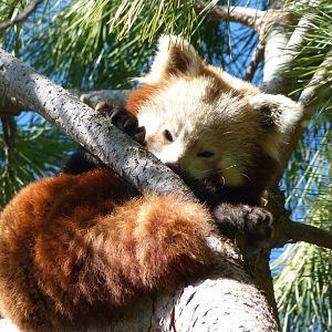 Himalayan red panda -Faunia (2025)