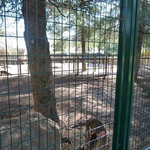 Reeves' muntjac and Ring-necked pheasant exhibit -Faunia (2025)