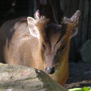Reeves' muntjac -Faunia (2025)