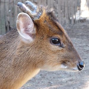 Reeves' muntjac -Faunia (2025)