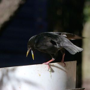 Spotless starling -Faunia (2025)