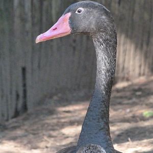 Swoose -Faunia (2025)