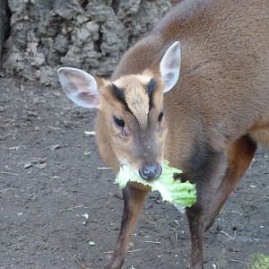 Reeves' muntjac -Faunia (2025)