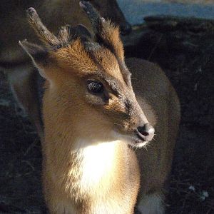 Reeves' muntjac -Faunia (2025)