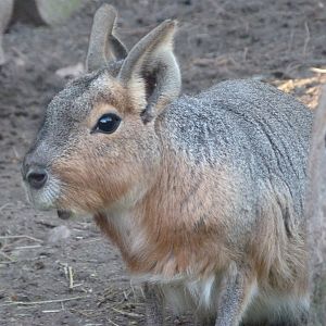 Patagonian mara -Faunia (2025)