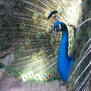 Indian peacock -Faunia (2025)