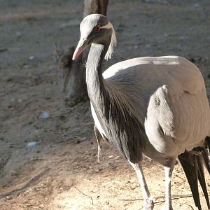 Demoiselle crane -Faunia (2025)