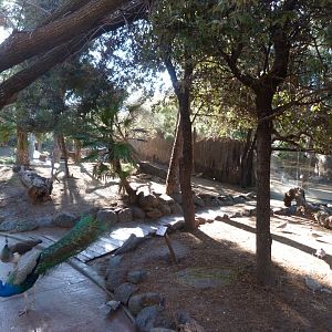 "Bosque templado" walkthrough exhibit -Faunia (2025)