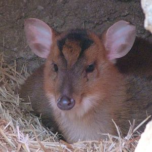 Reeves' muntjac -Faunia (2025)