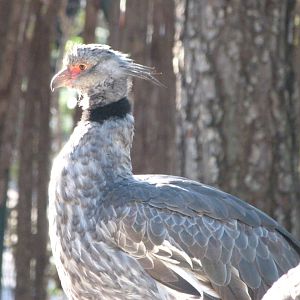 Southern screamer -Faunia (2025)