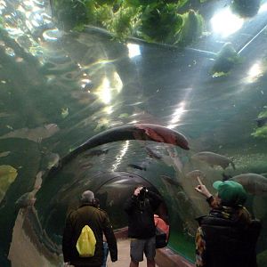 Antillean manatee and large fish underwater tunnel -Faunia (2025)