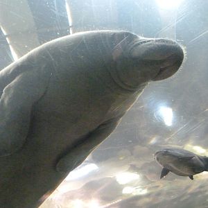 Antillean manatee and Pacu -Faunia (2025)