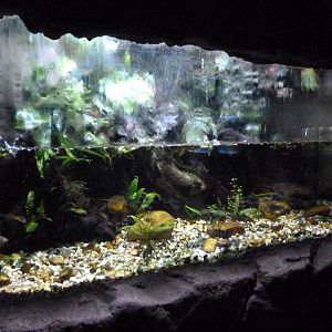 Axolotl exhibit -Faunia (2025)