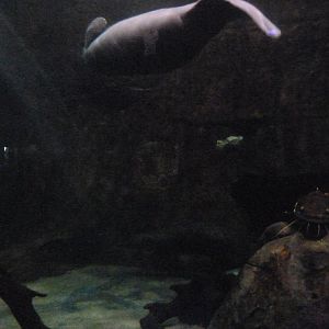 Antillean manatee and large fish tank -Faunia (2025)