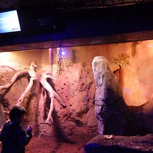 Large hary armadillo exhibit -Faunia (2025)