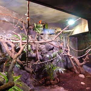 Andean cock-of-the-rock exhibit -Faunia (2025)