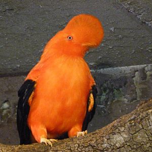 Andean cock-of-the-rock -Faunia (2025)