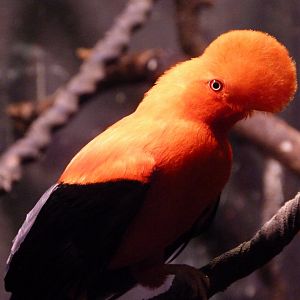 Andean cock-of-the-rock -Faunia (2025)