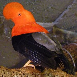 Andean cock-of-the-rock -Faunia (2025)