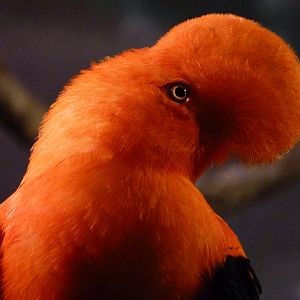 Andean cock-of-the-rock -Faunia (2025)