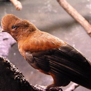 Andean cock-of-the-rock -Faunia (2025)