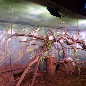 Silvery marmoset and Southern tamandua exhibit -Faunia (2025)