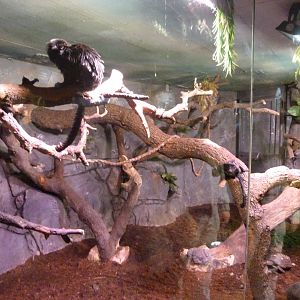 Goeldi’s marmoset, Azara’s agouti and Red-footed tortoise exhibit -Faunia (2025)