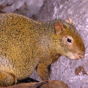 Azara’s agouti -Faunia (2025)