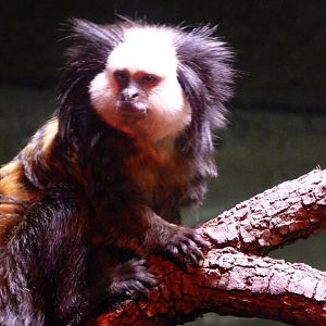 Geoffroy's marmoset -Faunia (2025)