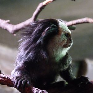 Geoffroy's marmoset -Faunia (2025)