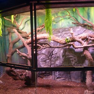 Red-shouldered turquoise-fronted amazon exhibit -Faunia (2025)