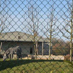 Grevy's Zebras in new Savannah Paddock (from Islands entrance) at Chester, 1st February 2025