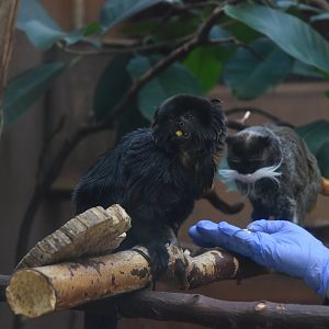 Goeldi's Monkey and Bearded Emperor Tamarin at Chester, 1st February 2025