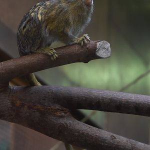 White-bellied Pygmy Marmoset at Chester, 1st February 2025