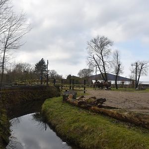 Bactrian Camels on old Giraffe Paddock at Chester, 1st February 2025