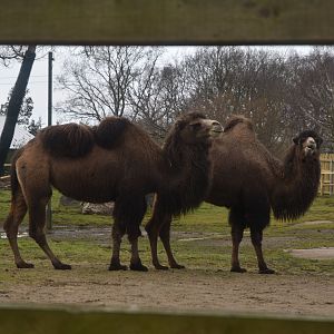 Bactrian Camels on old Giraffe Paddock at Chester, 1st February 2025