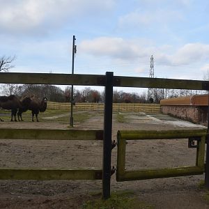 Bactrian Camels on old Giraffe Paddock at Chester, 1st February 2025