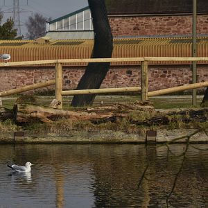 Common Gull and Camel Barriers at Chester, 1st February 2025