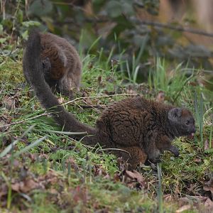 Alaotran Gentle Lemurs on Island at Chester, 1st February 2025