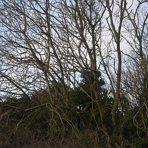 Belted Ruffed Lemur Island at Chester, 1st February 2025