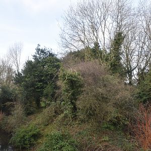 Belted Ruffed Lemur Island at Chester, 1st February 2025