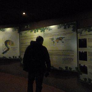 Jungle signae -Faunia (2025)