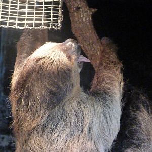 Linnaeus' two-toed sloth -Faunia (2025)