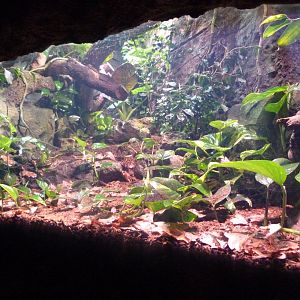 Empty terrarium -Faunia (2025)