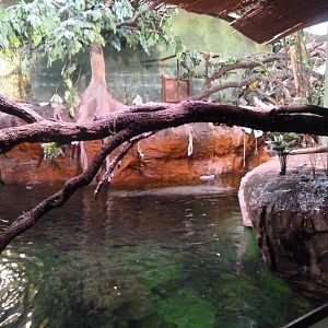 Manatee tank upper view -Faunia (2025)