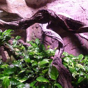 Rainbow boa and Boa constrictor exhibit -Faunia (2025)